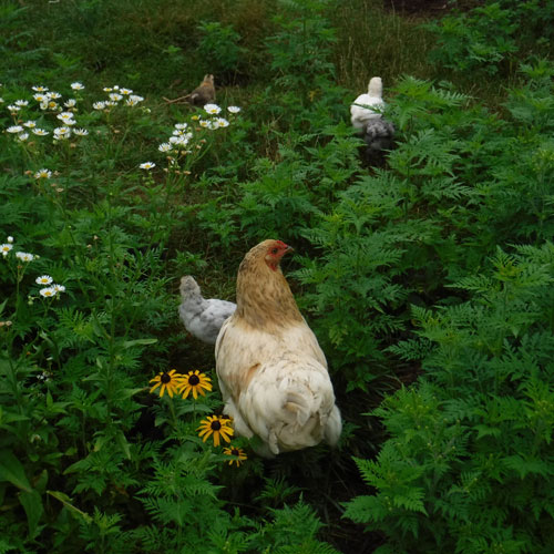 sunshine with her chicks