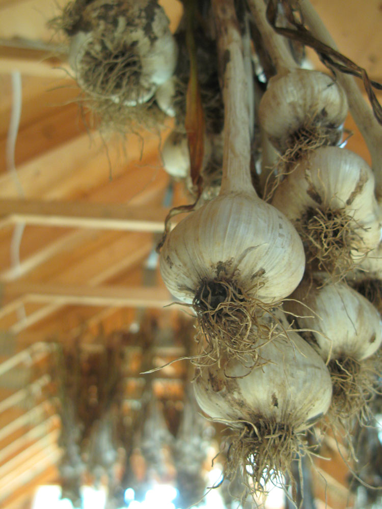 garlic drying
