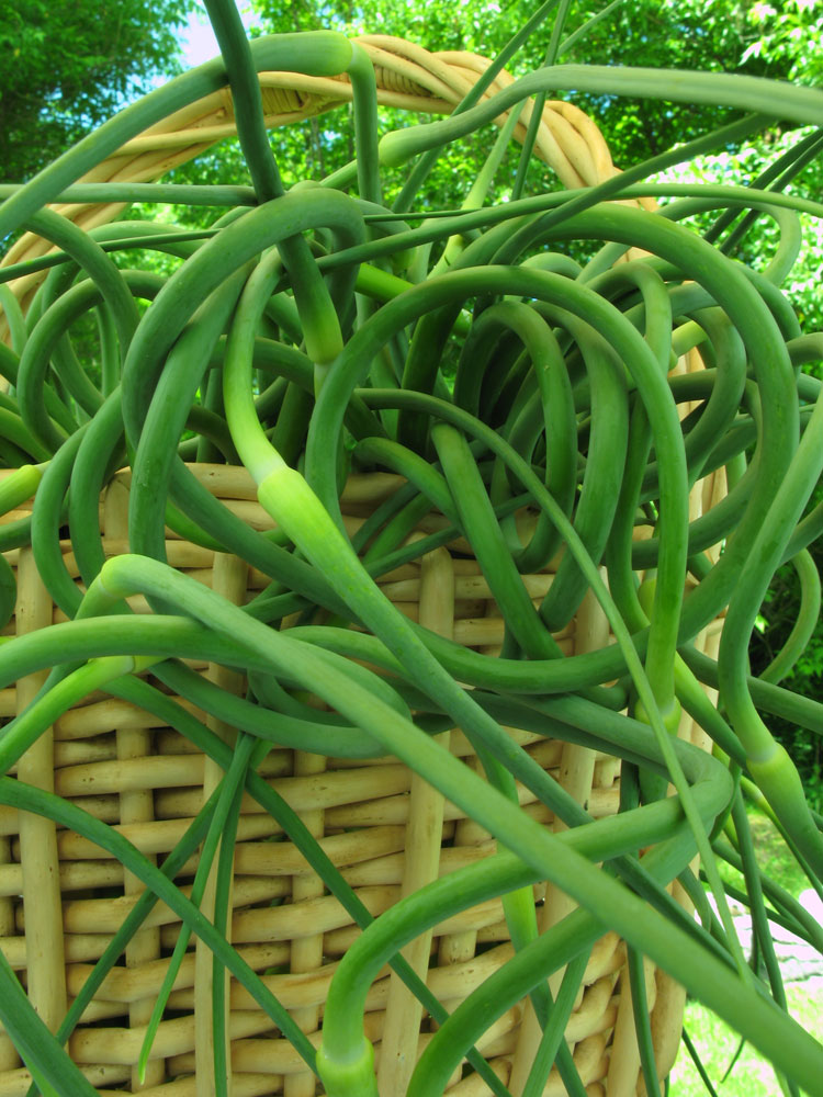 garlic scapes