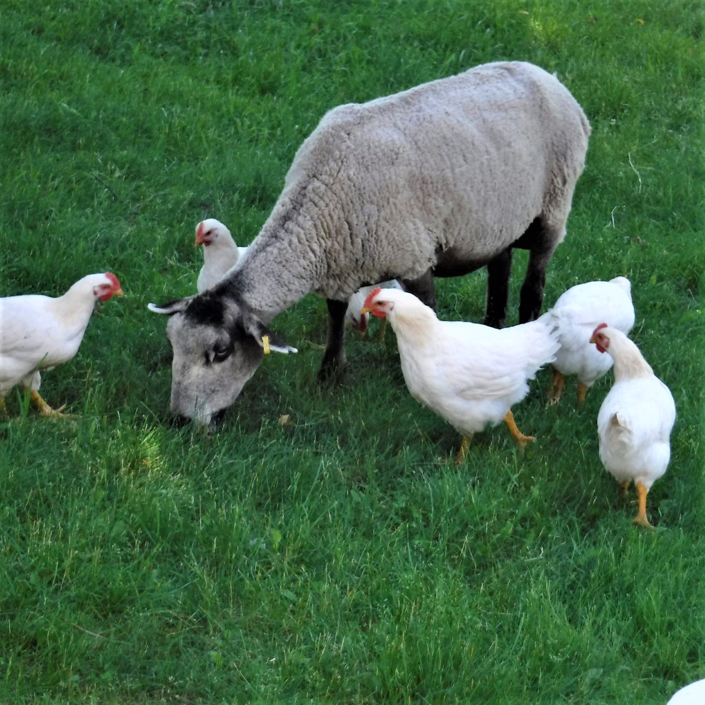 sheep with chickens