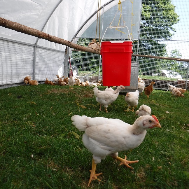 chickens in cackalec