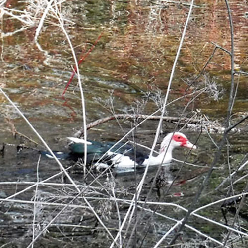 duck in pond