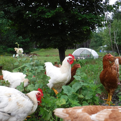 meat birds free ranging