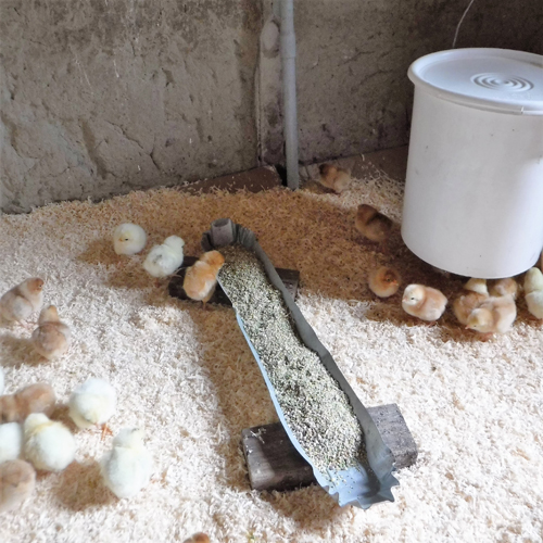 chicks in strawbale coop